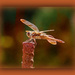 Orange Dragonfly on Rusty Rod