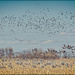Sandhill Crane Migration by bluemoon