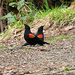 Red-Winged Black Bird Bookends