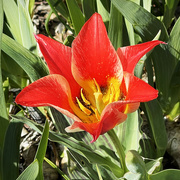 25th Mar 2023 - Our One Red Tulip