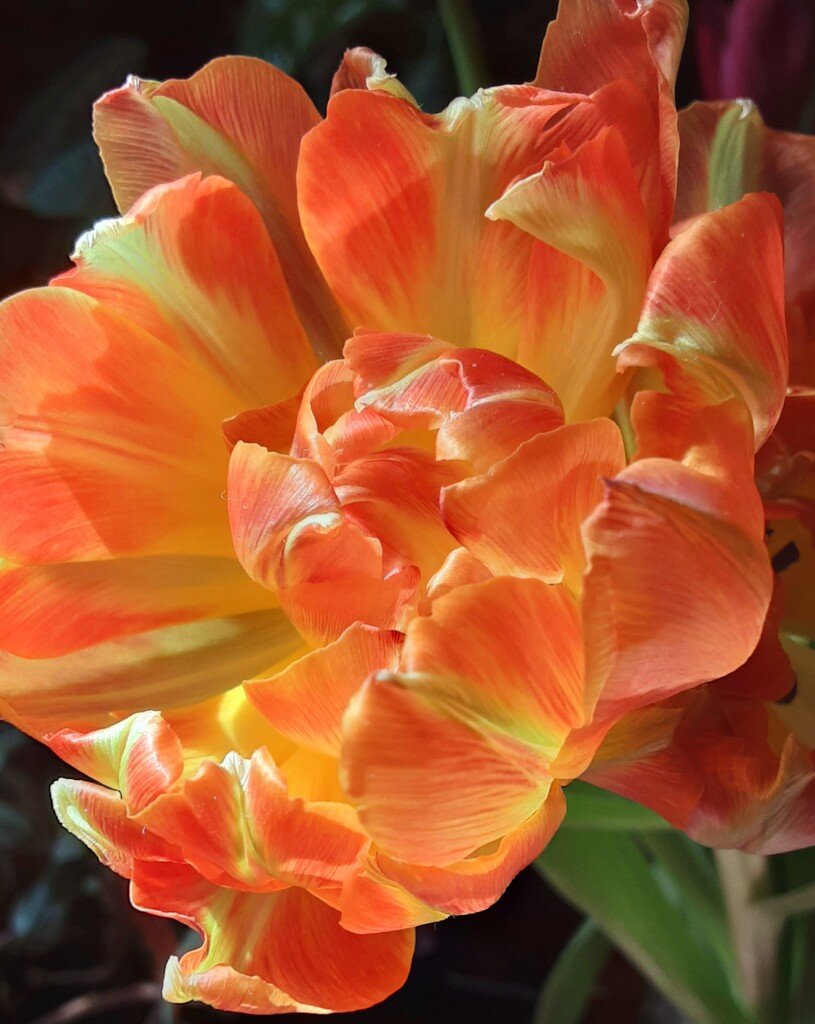 An open double tulip. by grace55