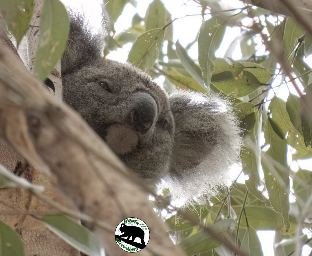 good vantage point by koalagardens