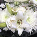 White Wedding Flowers  by yogiw
