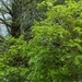 Spring Green  by kathybc