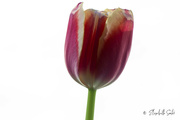 28th Mar 2023 - Tulip