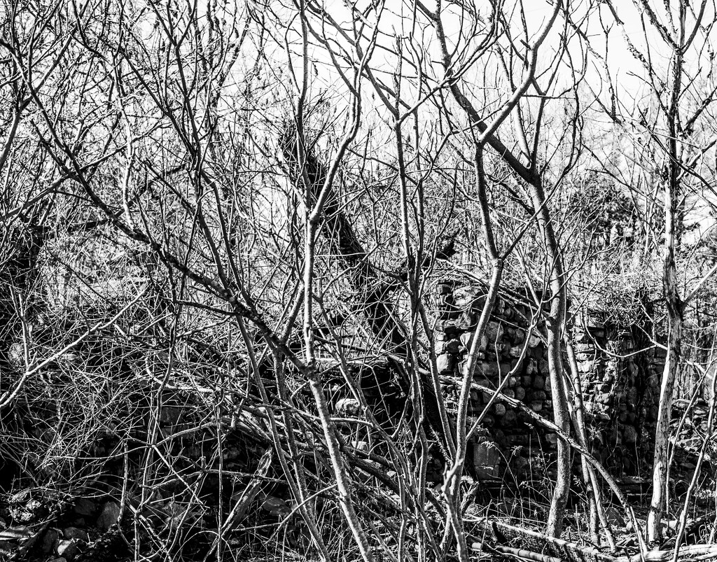 overgrown by darchibald