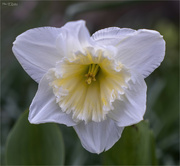 28th Mar 2023 - Double Daffodil