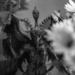 Baphomet among the flowers bw by darchibald