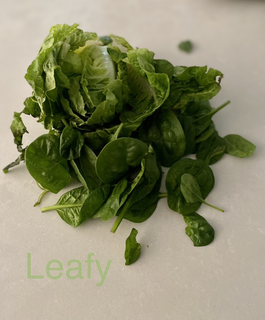 Leafy by sugarmuser