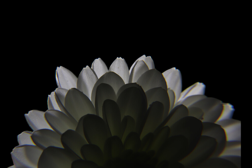 Day 83: Backlit Flower by sheilalorson