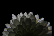 24th Mar 2023 - Day 83: Backlit Flower