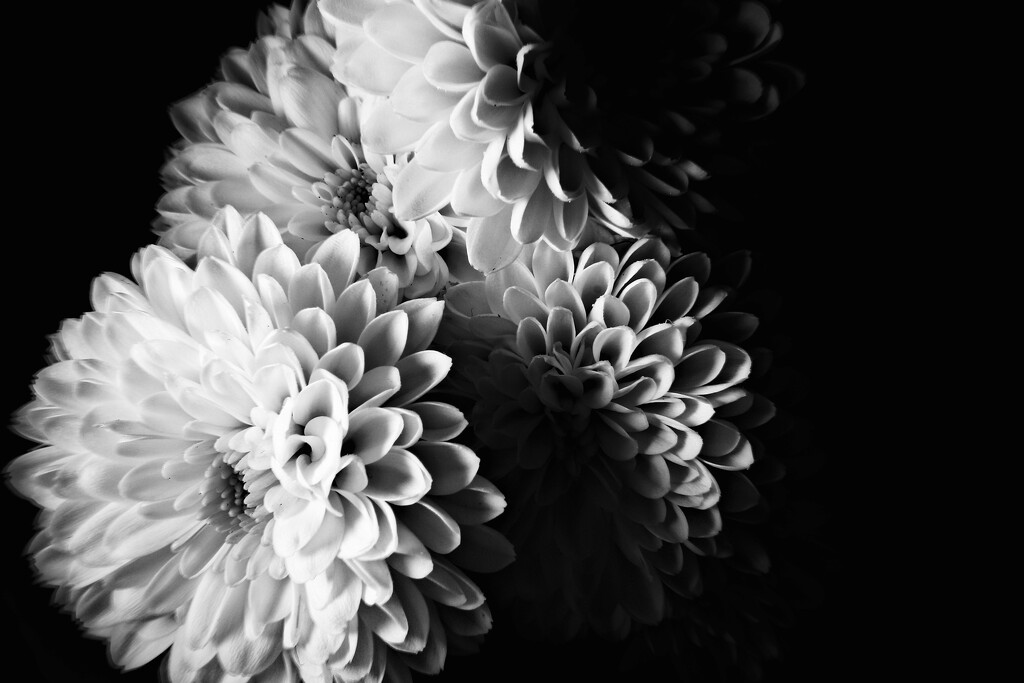 Day 87: Flowers In Black And White by sheilalorson