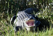 16th Mar 2023 - Alligator cooling down
