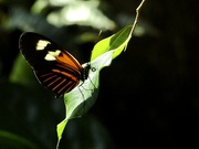 28th Mar 2023 - orange on a butterfly