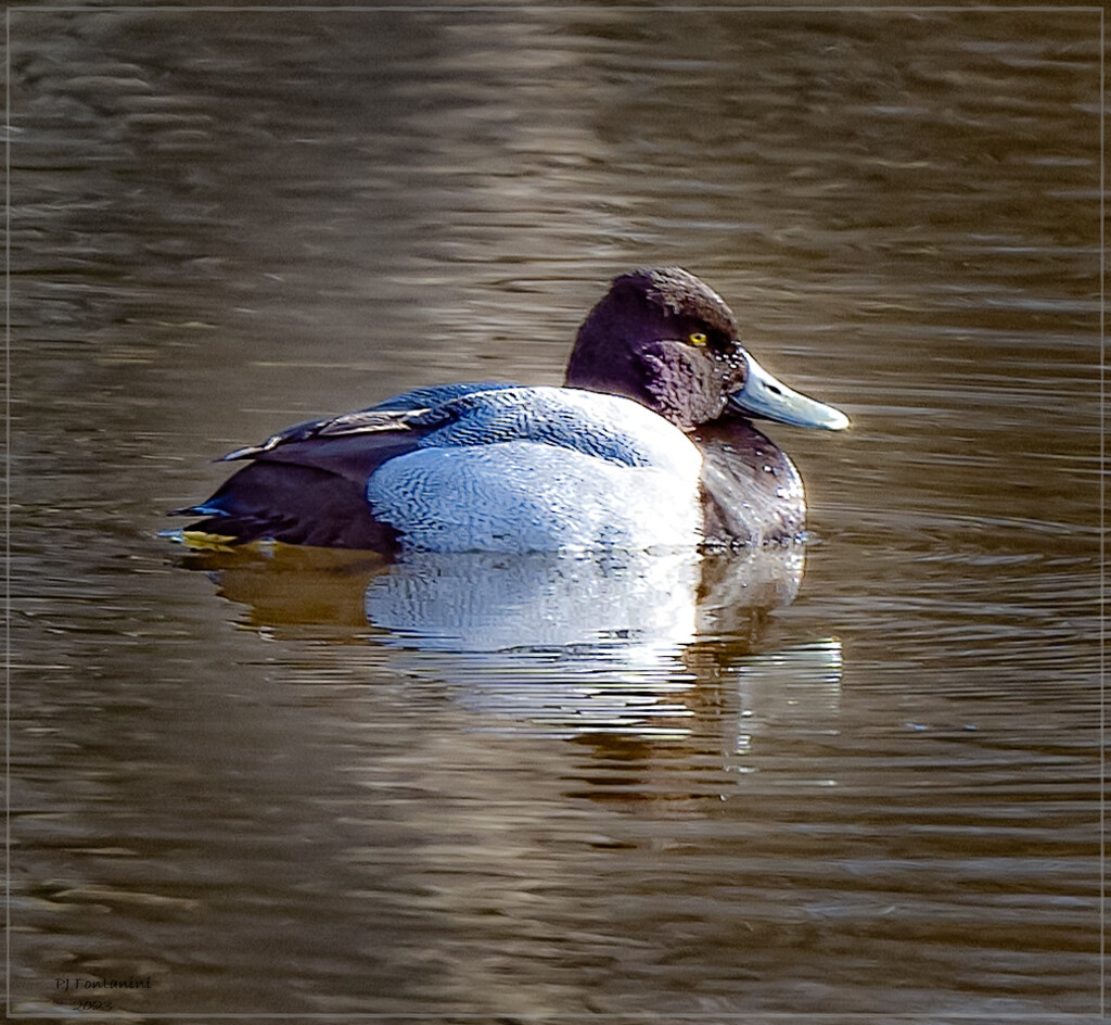 Lesser Scaup? by bluemoon