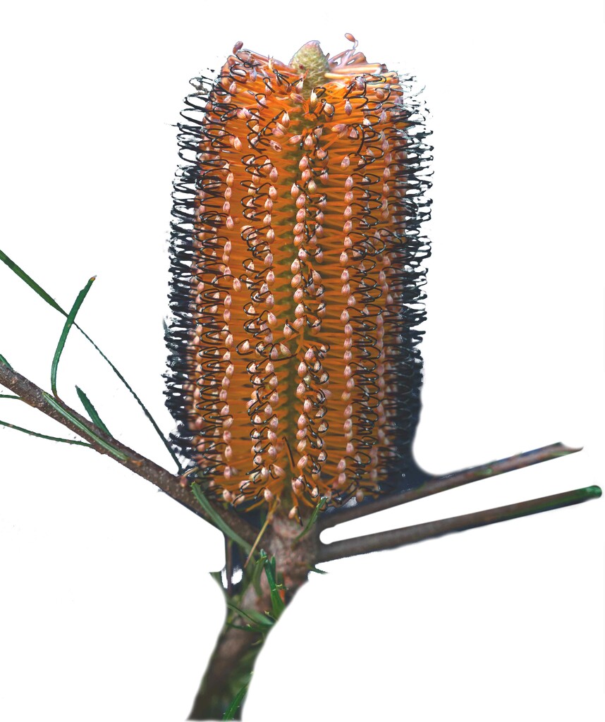 Banksia spinulosa by pusspup