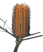 21st Mar 2023 - Banksia spinulosa