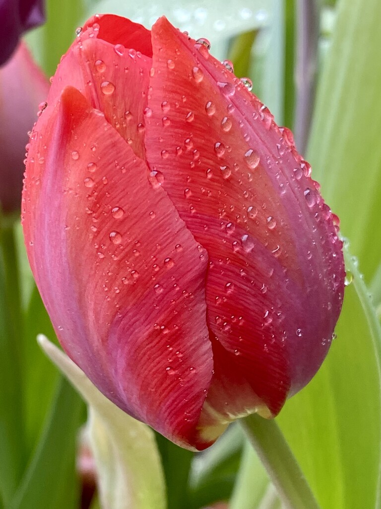 Raindrops on Tulips by clay88