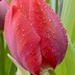 Raindrops on Tulips by clay88