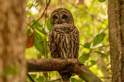 28th Mar 2023 - Barred Owl Wide Awake!