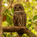Barred Owl Wide Awake!