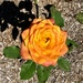 Rosa Rose  by deidre