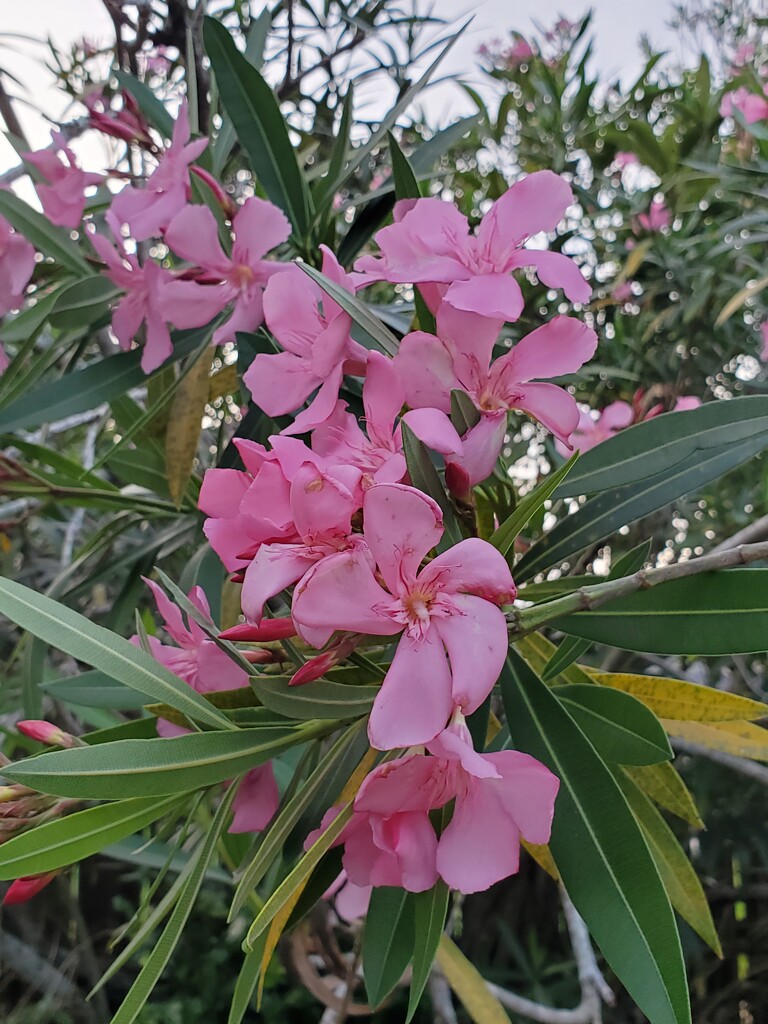 Oleanders by mimiducky