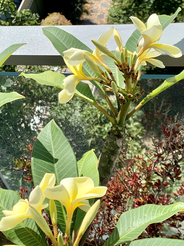 Our beautiful frangipani! by deidre