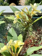 22nd Feb 2023 - Our beautiful frangipani!