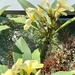 Our beautiful frangipani! by deidre
