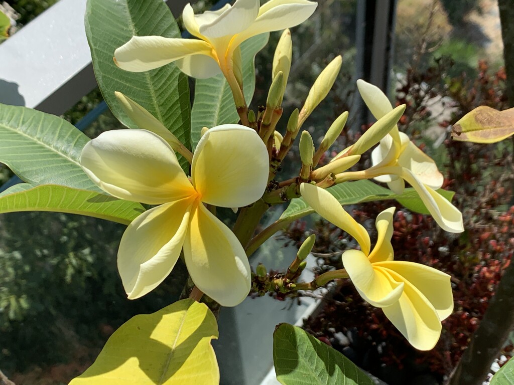 Frangipani blooms! by deidre