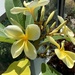 Frangipani blooms! by deidre