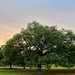 Live oak newly leafed out at the park by congaree