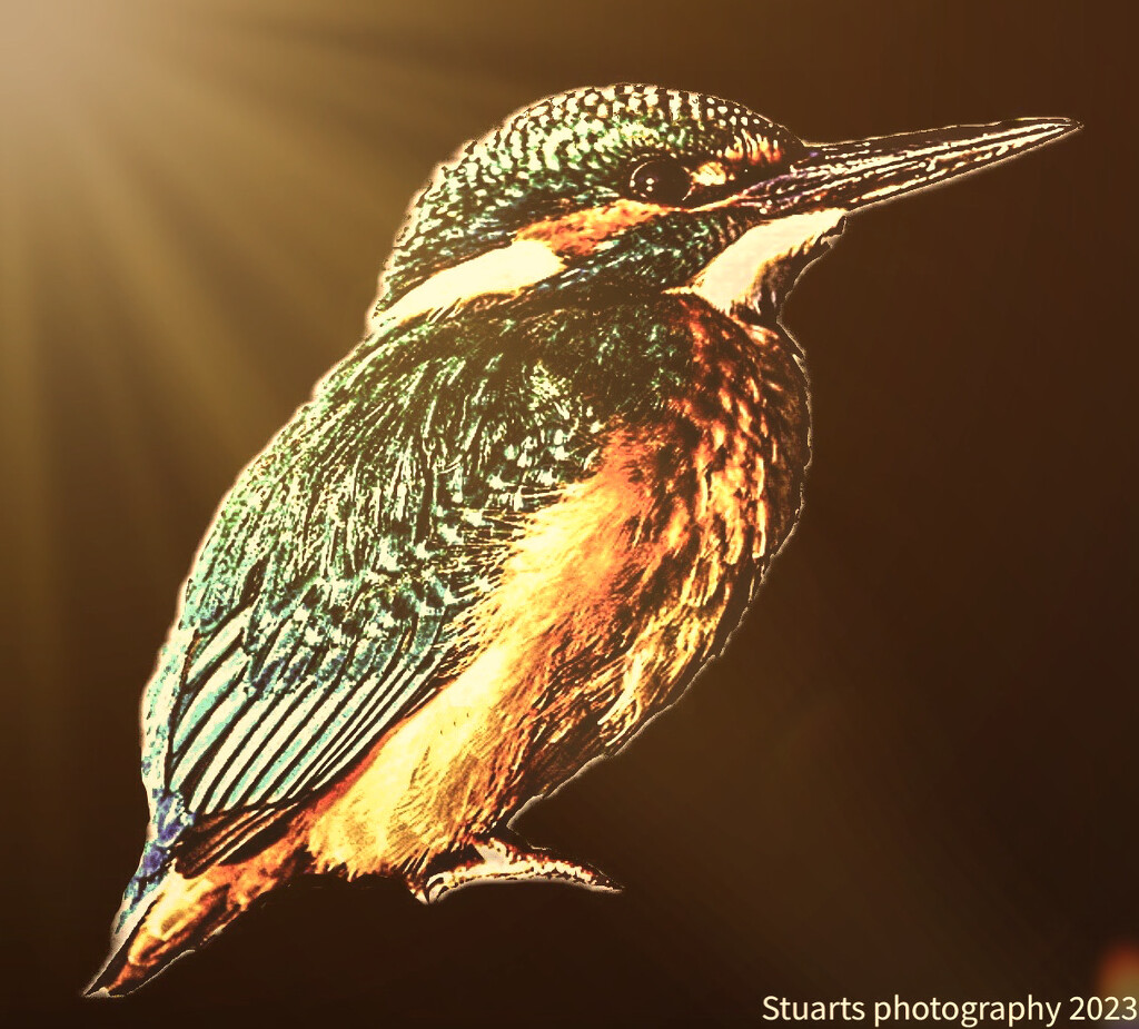 Kingfisher  by stuart46