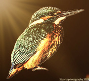 29th Mar 2023 - Kingfisher 