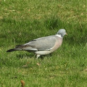 13th Mar 2023 - Wood Pigeon