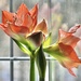 Amaryllis number two by casablanca