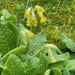 Cowslips