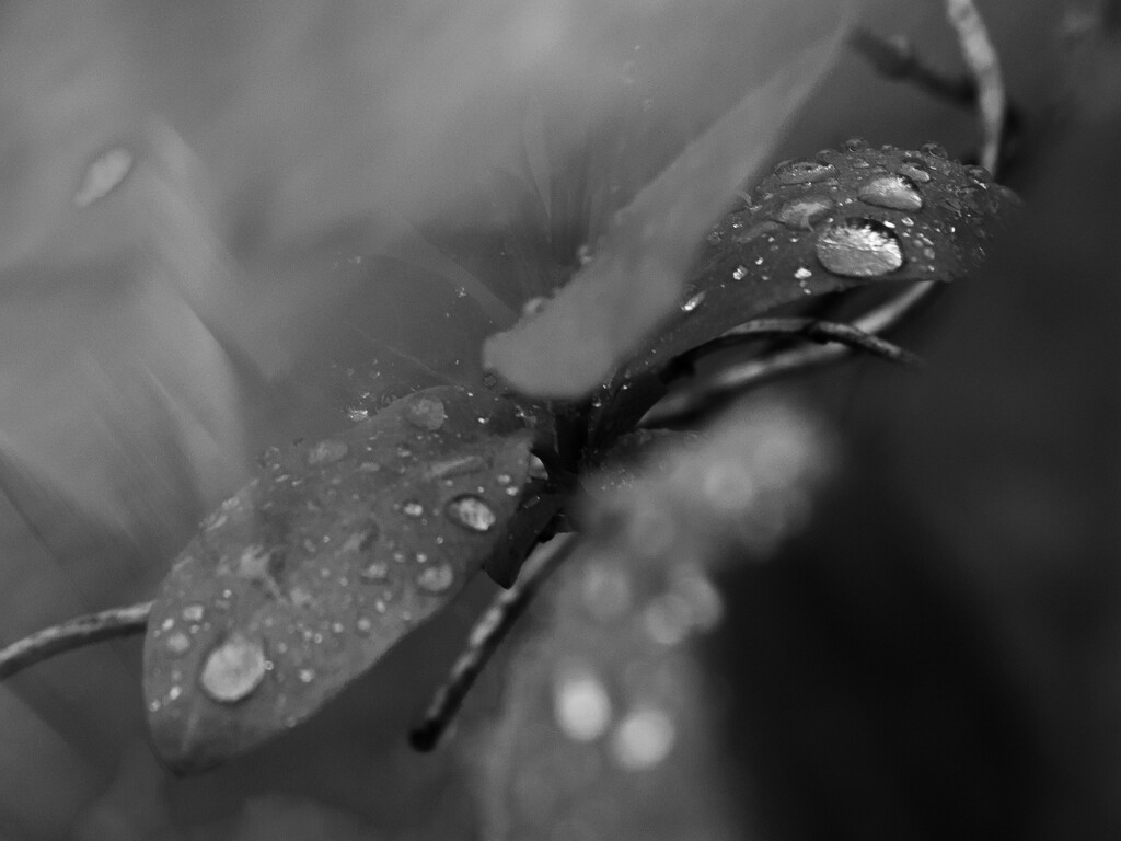 Raindrops & Refraction by marshwader