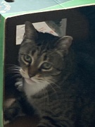 29th Mar 2023 - Kitty in a Box