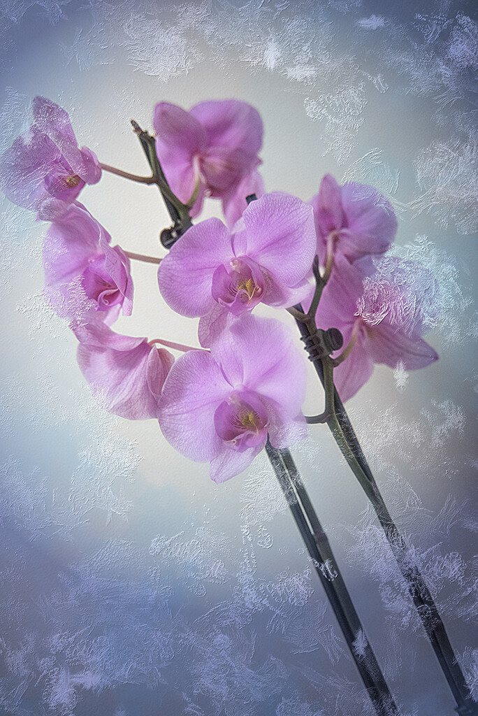 Orchid by pompadoorphotography