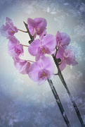 27th Mar 2023 - Orchid