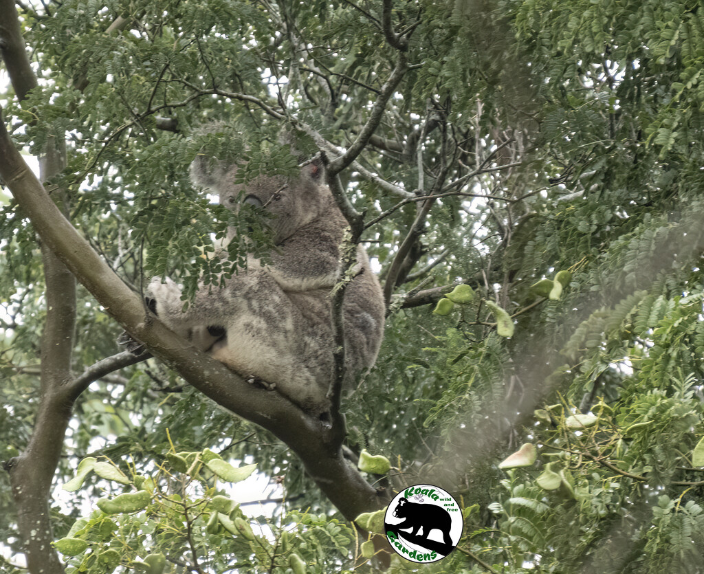 hiding in plain sight by koalagardens