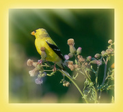 29th Mar 2023 - Sunrise Goldfinch