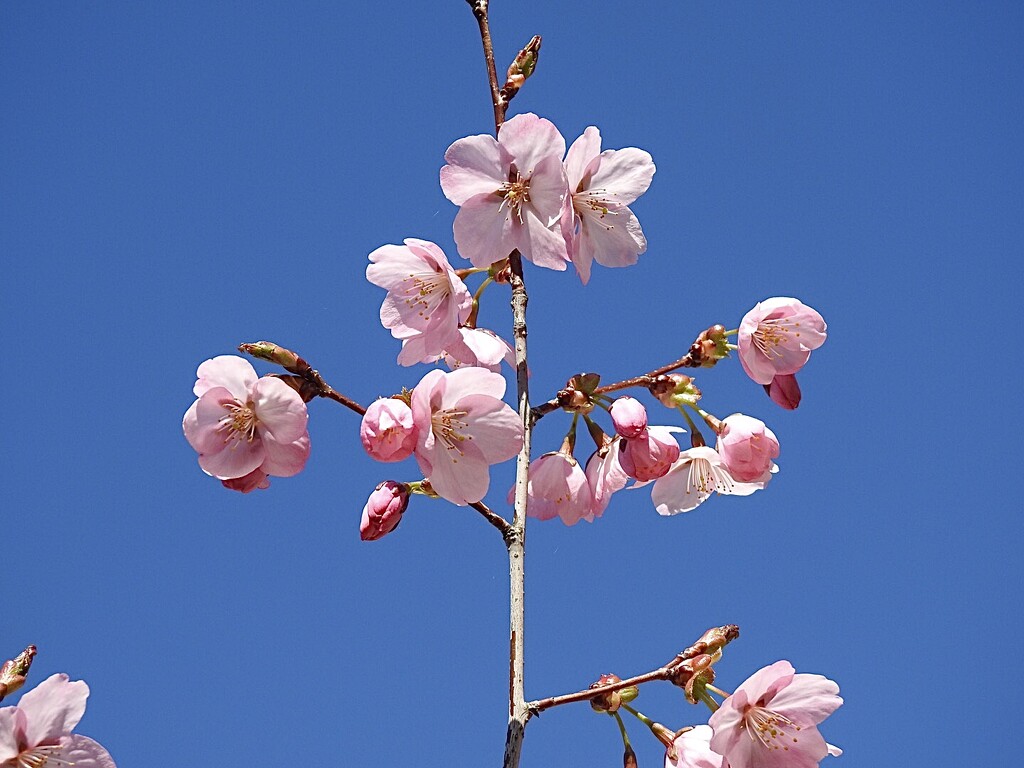 Cherry Blossom  by susiemc