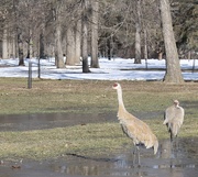 29th Mar 2023 - Sandhill cranes in neighborhood park