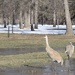 Sandhill cranes in neighborhood park