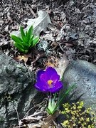 23rd Mar 2023 - Spring Flowers