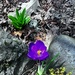 Spring Flowers by joysabin