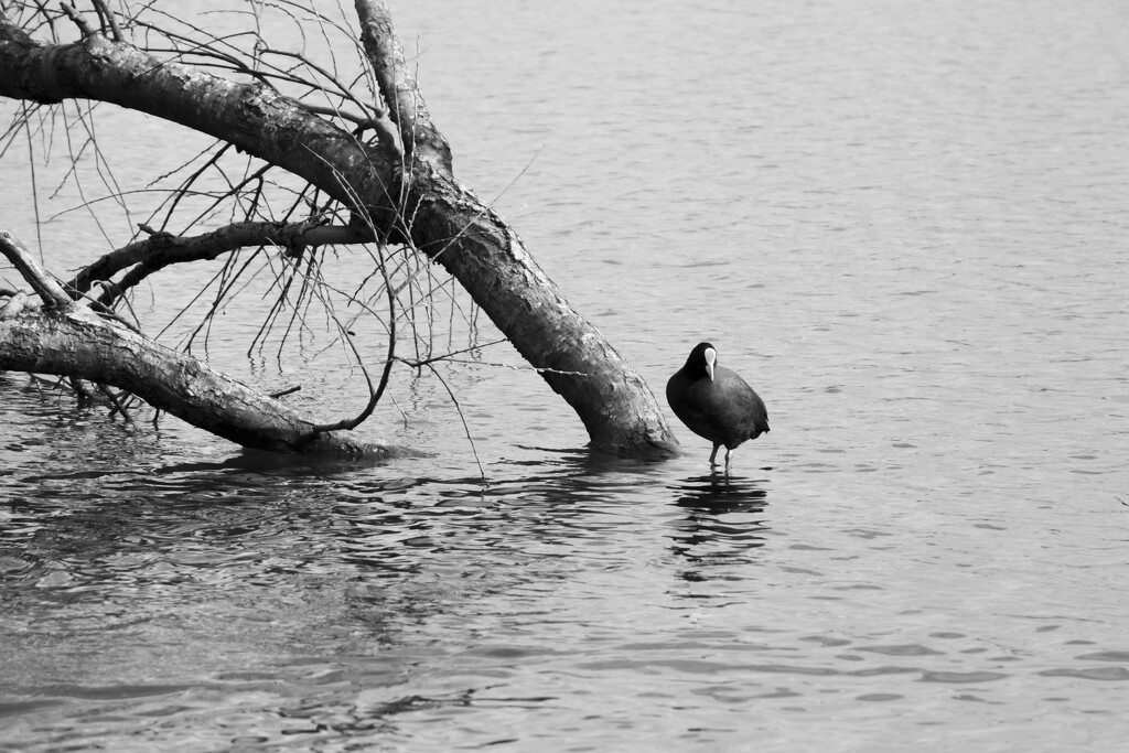 Coot on guard by helenhall